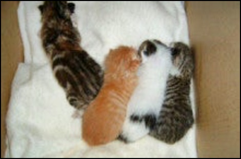 TARAKOの保護猫、４匹の仔猫
